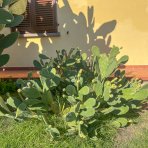 Opuncia figová (Opuntia ficus) ´INDICA´ - výška 130-150 cm, kont. C35L (-5°C)